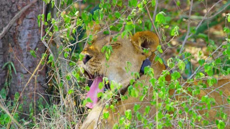 Lioness-yawns-showing-huge-jaws-teeth-and-tongue-whilst-relaxing-under-trees-in-the-shade