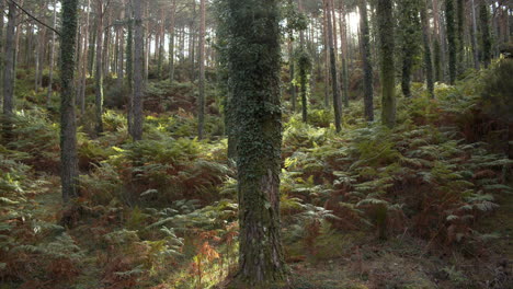 Slow-tilt-up-shot-of-a-leafy-forest-with-mossy-big-pines-in-Geres-Portugal