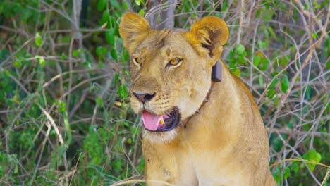 Beautiful-lioness-sticks-tongue-out-and-pants-to-stay-cool-in-African-hot-sun