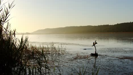 A-Commorant-spreads-its-wings-overlooking-a-wetland-lake-at-dawn