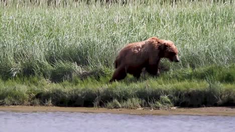 Brown-Bear-Walking-Along-Stream