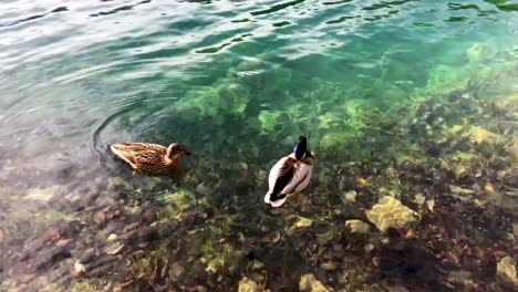 Enten-Schwimmen-In-Den-Plitvicer-Seen-In-Kroatien