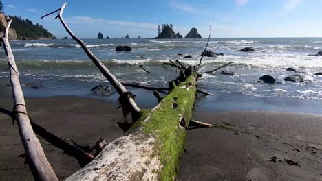 Ocean-Waves-Over-Downed-Tree-in-Olympic-National-Park