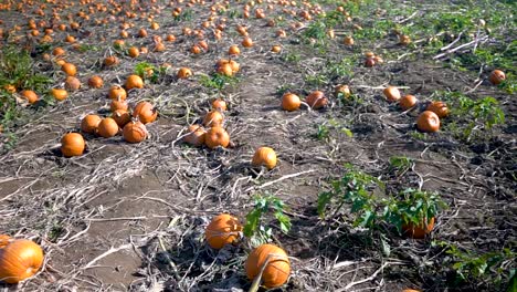 Small-pumpkins-in-an-Oregon-pumpkin-patch-farm