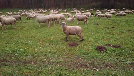 Herde-Weißer-Schafe-Auf-Grüner-Weide-Im-Freigehege