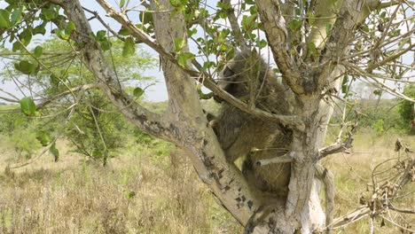 Baboon-is-drowsy-in-tree-after-being-sedated-for-rescue-in-African-wilderness