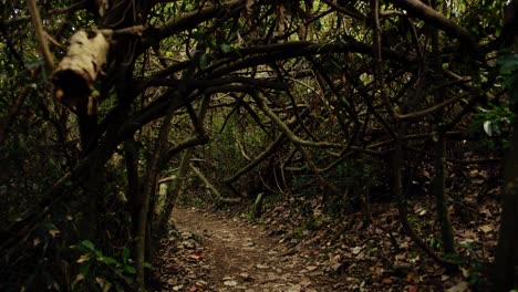 Walking-down-a-damp-and-dark-forest-path-through-a-tunnel-of-overgrown-vegetation