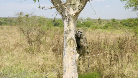 Babuino-Somnoliento-Sube-A-Un-árbol-Después-De-Ser-Rescatado-Por-La-Conservación-De-Animales-De-Uganda