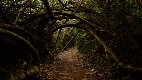 walking-into-darkness,-thick-vegetation-tunnel