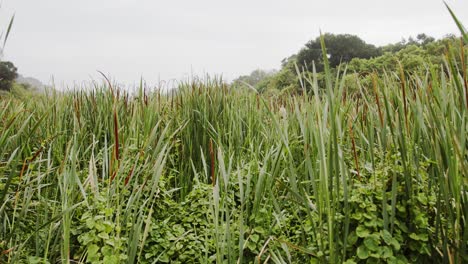Tracking-past-green-reeds-in-a-wetland-on-an-overcast-day