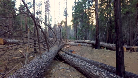 Low-aerial-flying-over-cut-and-fallen-tree-trunk-after-wildfire