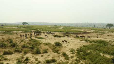 Kaffernbüffelherde,-Die-Durch-Die-Afrikanische-Savanne-In-Uganda-Läuft