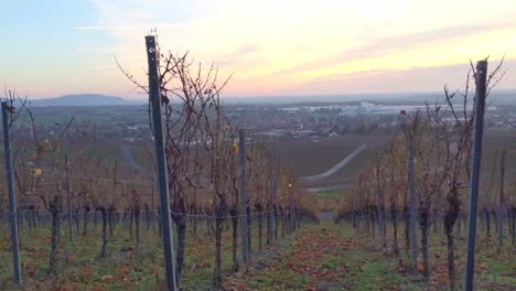 Walking-along-grapevine-rows-in-German-franconia-during-sunset-at-fall-time