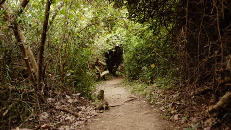 walking-down-a-dark-and-eery-path-through-thick-vegetation