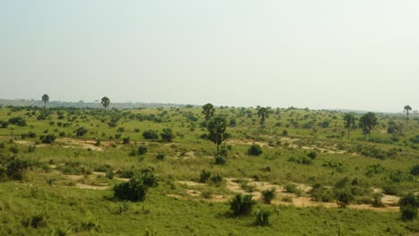 Flying-over-African-plains-with-green-vegetation-and-trees-in-vast-wilderness