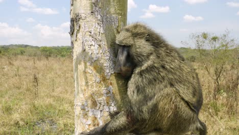 Baboon-drowsy-after-being-released,-hanging-onto-tree-after-rescue