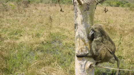 Baboon-sleeps-on-tree-after-being-released-in-bright-sunshine