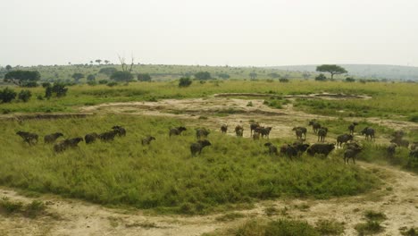 Herde-Wilder-Büffel-In-Der-Afrikanischen-Savanne,-Die-Als-Familie-Zusammenhält