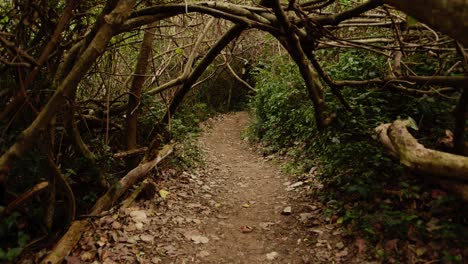 Un-Camino-Forestal-Oscuro-Con-Túnel-De-Vegetación
