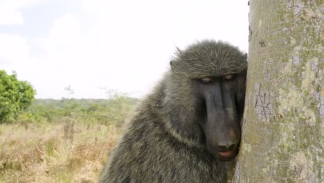 Wild-Baboon-sleeping-after-being-rescued-and-released-back-into-the-wild
