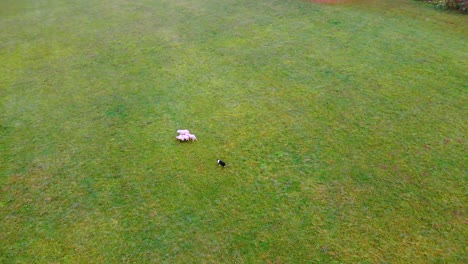 Border-collie-sheepdog-herding-a-flock-of-sheep-on-a-sheep-farm-in-Slovenia