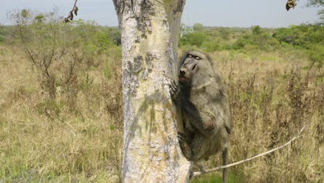 Babuino-Salvaje-Aferrarse-A-Un-árbol-Después-De-Ser-Rescatado-Por-La-Conservación-De-Animales-De-Uganda