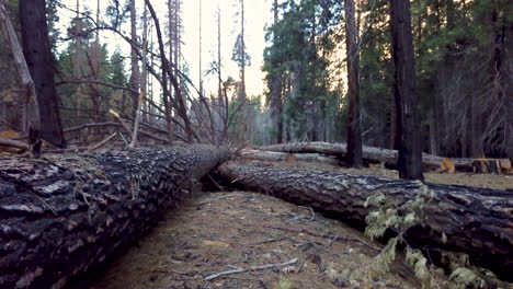 Low-aerial-flying-over-cut-and-fallen-tree-trunk-after-a-wildfire
