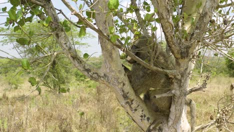 Pavian-Schläft,-Nachdem-Er-Von-Einer-Tierschutzgruppe-In-Uganda-Wieder-In-Die-Wildnis-Entlassen-Wurde