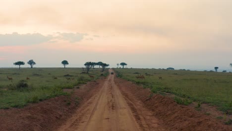 Herd-of-antelope-cross-road-in-vast-african-plains-at-sunset
