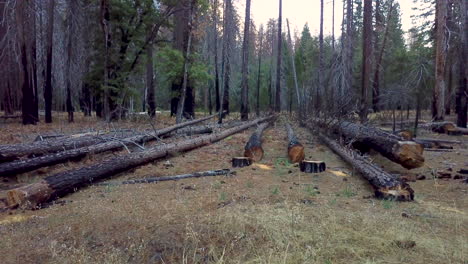 Niedrige-Luftkreisende-Aufnahme-Von-Verbrannten-Bäumen-Im-Yosemite-Park-Nach-Einem-Brand