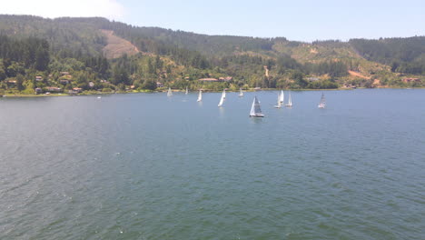 AERIAL---Sailboats-during-a-regatta-in-Lake-Vichuquen,-Chile,-wide-shot-forward