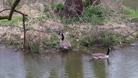 A-couple-of-canada-goose-swimming-in-a-pond-next-to-the-grassy-shore-on-a-overcast-spring-day
