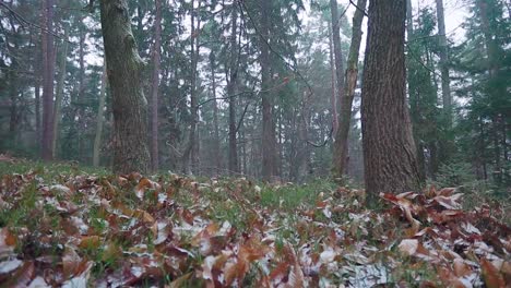 First-snowfall-of-the-season-in-a-dark-empty-forest---wide-shot