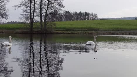 Dos-Cisnes-Blancos-Nadando-Y-Deslizándose-En-Un-Lago