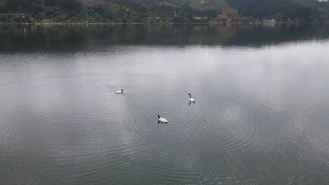 AERIAL---Black-necked-swans-in-Vichuquen-Lake,-Chile,-static-wide-shot