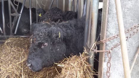 Close-up-of-black-cow-eating-hay-in-an-outdoor-stall-on-a-freezing-cold-winter-day