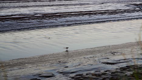 The-bird-walks-slowly-and-looks-for-fish,-the-heron-hunting-fish-in-the-calm-sea-channel-,-Dundalk,-Ireland