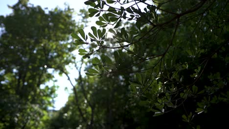 Summer-Landscape---Close-up-of-bright-green-leaves-on-branch-tremble-in-the-wind