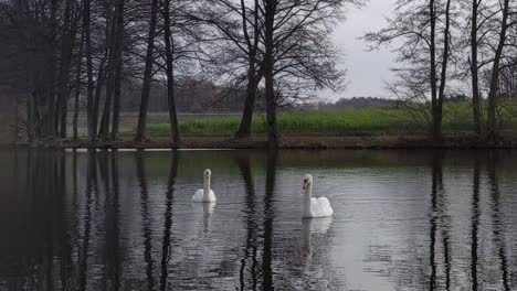 Two-white-swans-swimming-and-gliding-on-a-lake