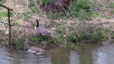 A-couple-of-canada-goose-swimming-in-a-pond-next-to-the-grassy-shore-on-a-overcast-spring-day