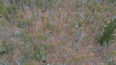 Antenne---Mann-In-Einem-Wald-Aus-Eukalyptusbäumen,-Vichuquen,-Chile,-Totale