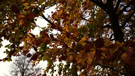 The-green-yellow-leaves-on-the-tree-sway-in-the-wind-in-the-autumn