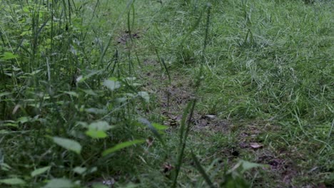 Hiker-Person-Walking-Away-and-Towards-the-Camera-on-Wet-and-Muddy-Grass