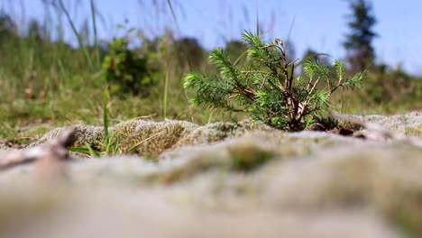 Small-Pine-Tree-Rocking-in-the-Windy-Desert-Looking-Grass-Field