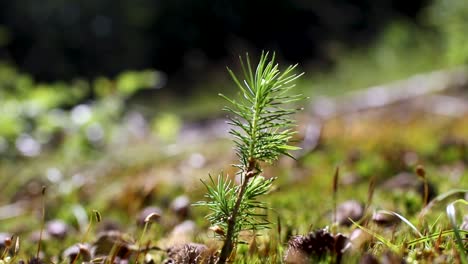 Young-Pine-Tree-Standing-in-The-Sun-Light-on-a-Blurry-Background