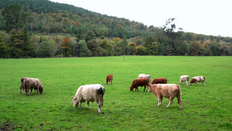 Vacas-Alimentándose-De-La-Rica-Hierba-Verde-Del-Parque-Forestal-De-Ravensdale-En-Irlanda