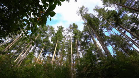 Beautiful-tall-Pine-trees-of-the-Ravensdale-Forest-Park-in-Ireland--tilt-up