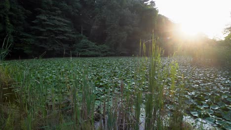 In-Einigen-Seen-Des-Shakujii-parks-In-Tokio-Gibt-Es-Viele-Pflanzen-Und-Lotusblumen,-Die-Im-Frühjahr-Blühen-Und-So-Ein-Wunderschönes-Schauspiel-Aus-Farben-Und-Duften-Erzeugen