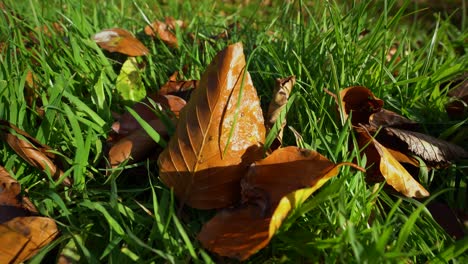 Brown-leaves-in-green-grass-,-close-up-shot