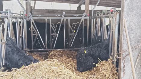 Ein-Paar-Schwarze-Kühe,-Die-An-Einem-Eiskalten-Wintertag-Heu-In-Einem-Außenstall-Fressen